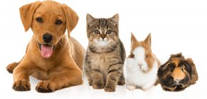 pets_big1