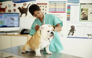 Pet evidence