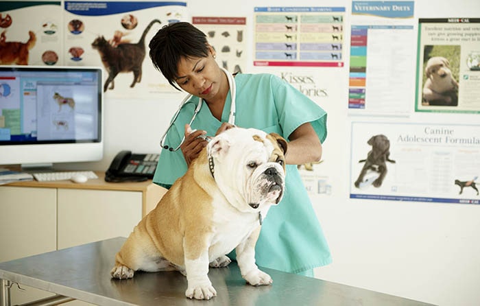 Pet evidence مدارک مورد نیاز فریت حیوان خانگی با هواپیما