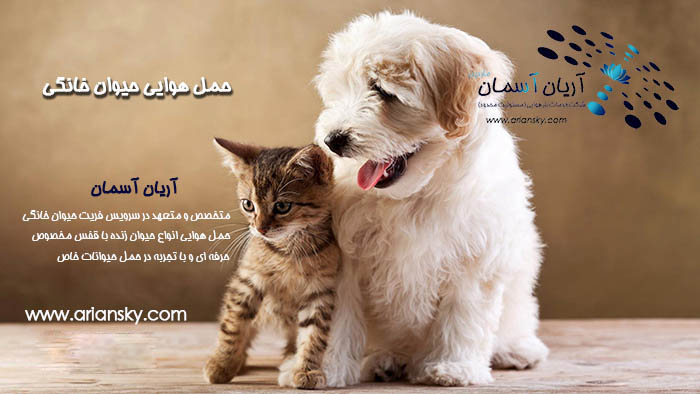 Send-pet-by-plane ارسال حیوان خانگی با هواپیما به خارج از کشور