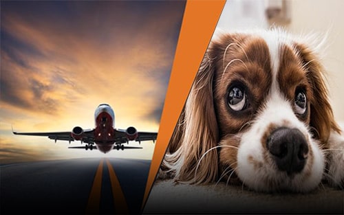 حمل هوایی حیوانات خانگی