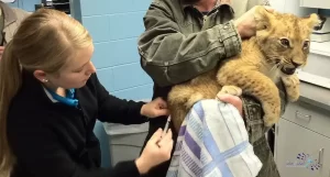 lion-cub-vaccines1